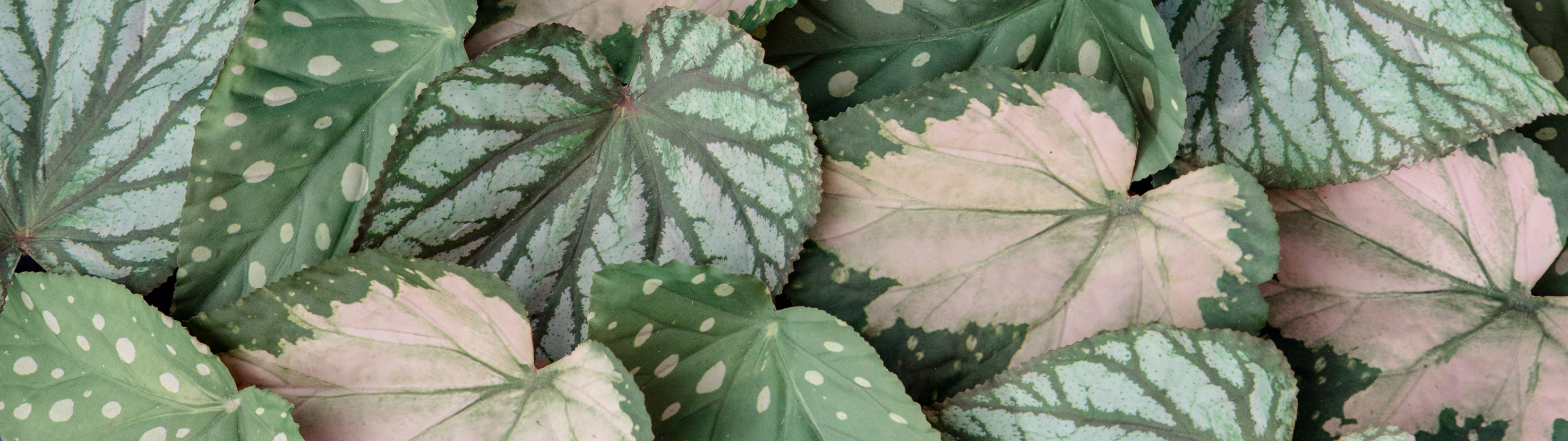 Colours & Green